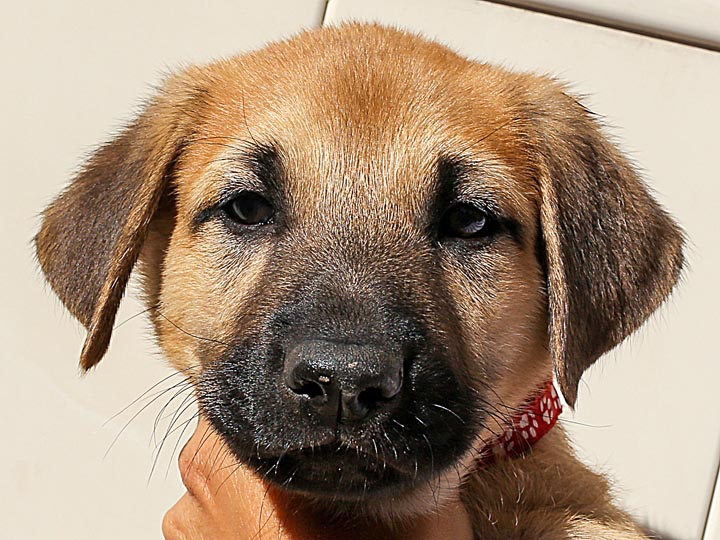 chinook puppy